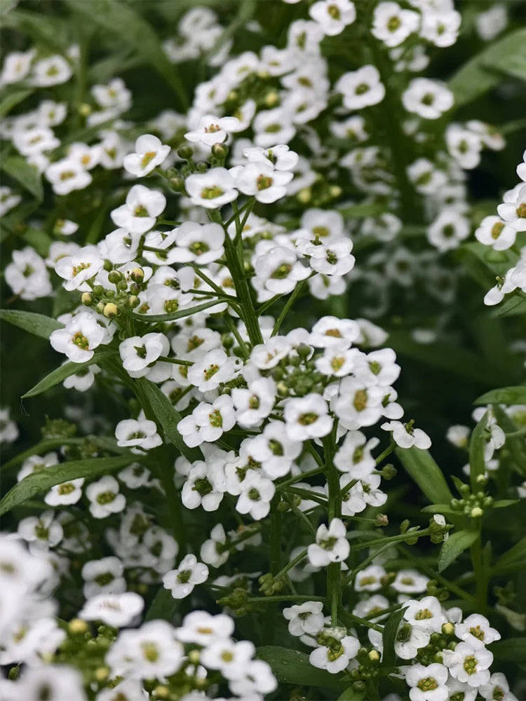 White Sweet Alyssum (Lobularia maritima)