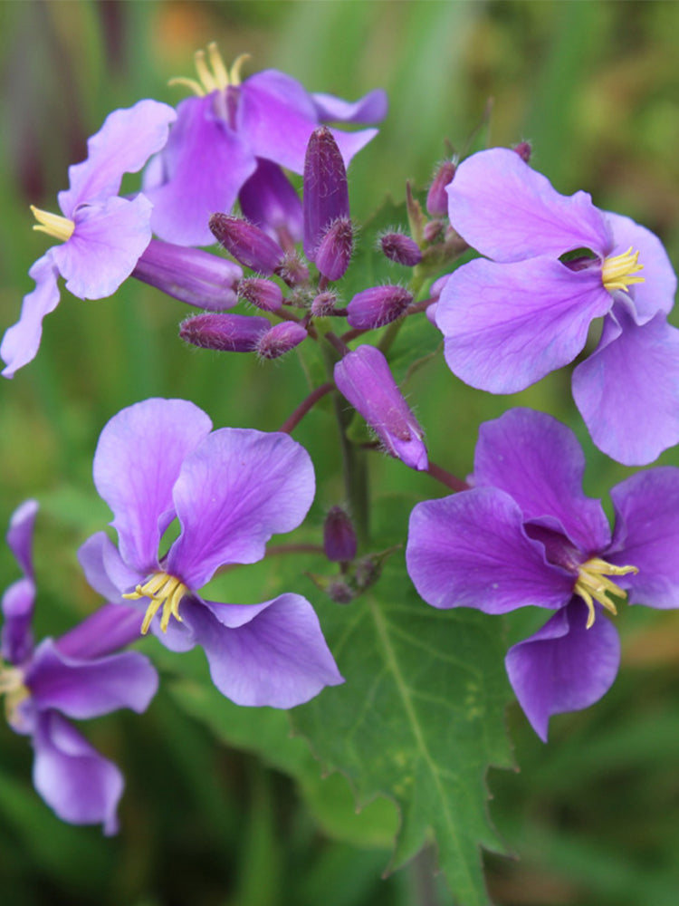 Chinese violet cress (Orychophragmus violaceus)