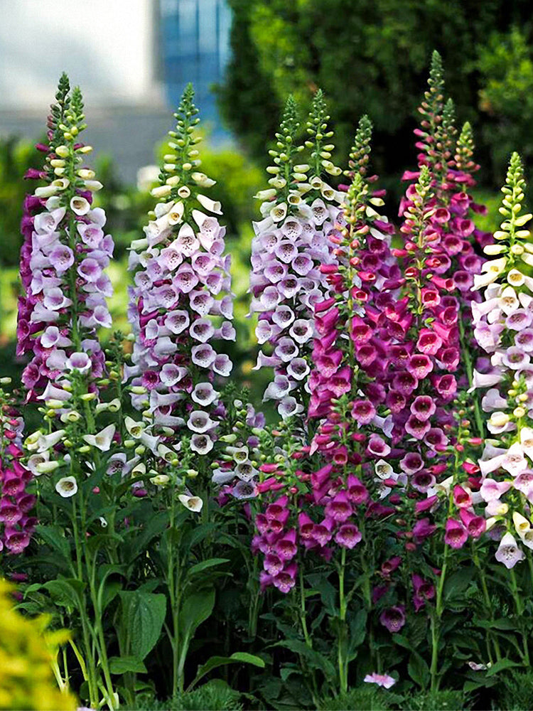 Hybrid Beardtongue (Penstemon hybridus)