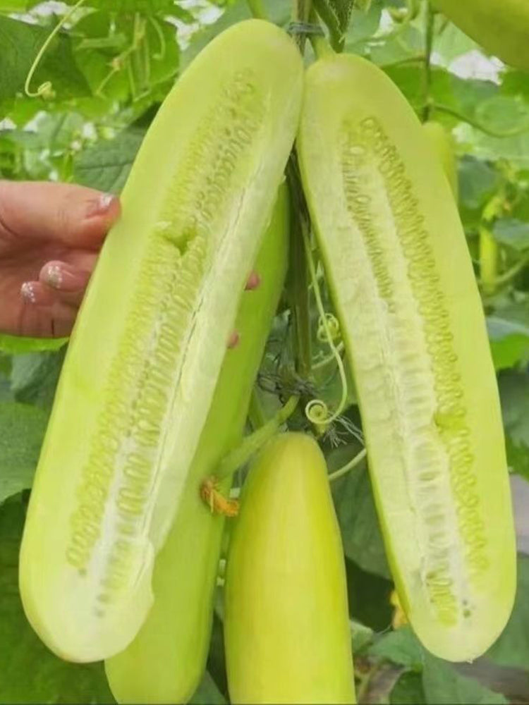 Spineless Creamy Cucumbers