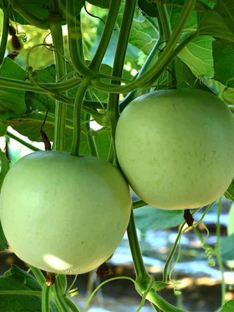Apple-shaped Gourds