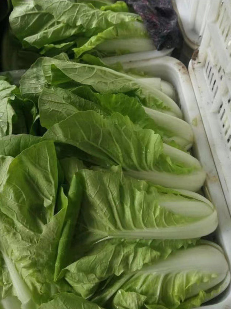 All-season Fast-growing Bok Choy