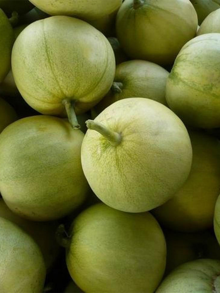 Japanese Sweet Treasure Melons