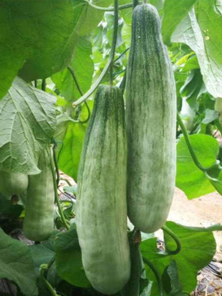 Horn-shaped Crispy Melon