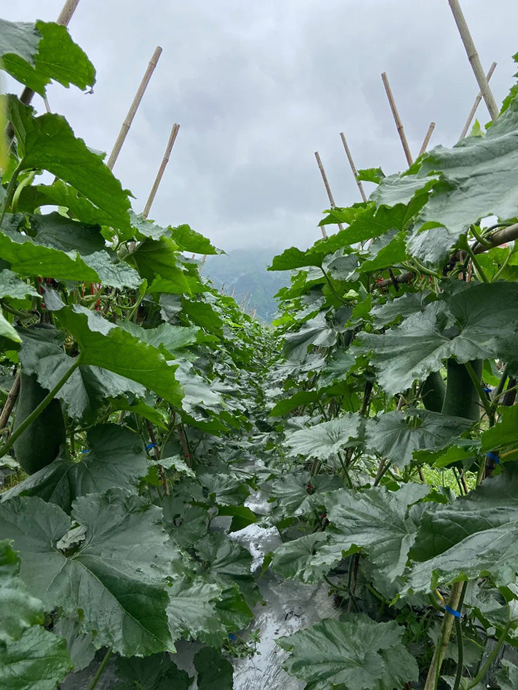 Black Skin Winter Melon