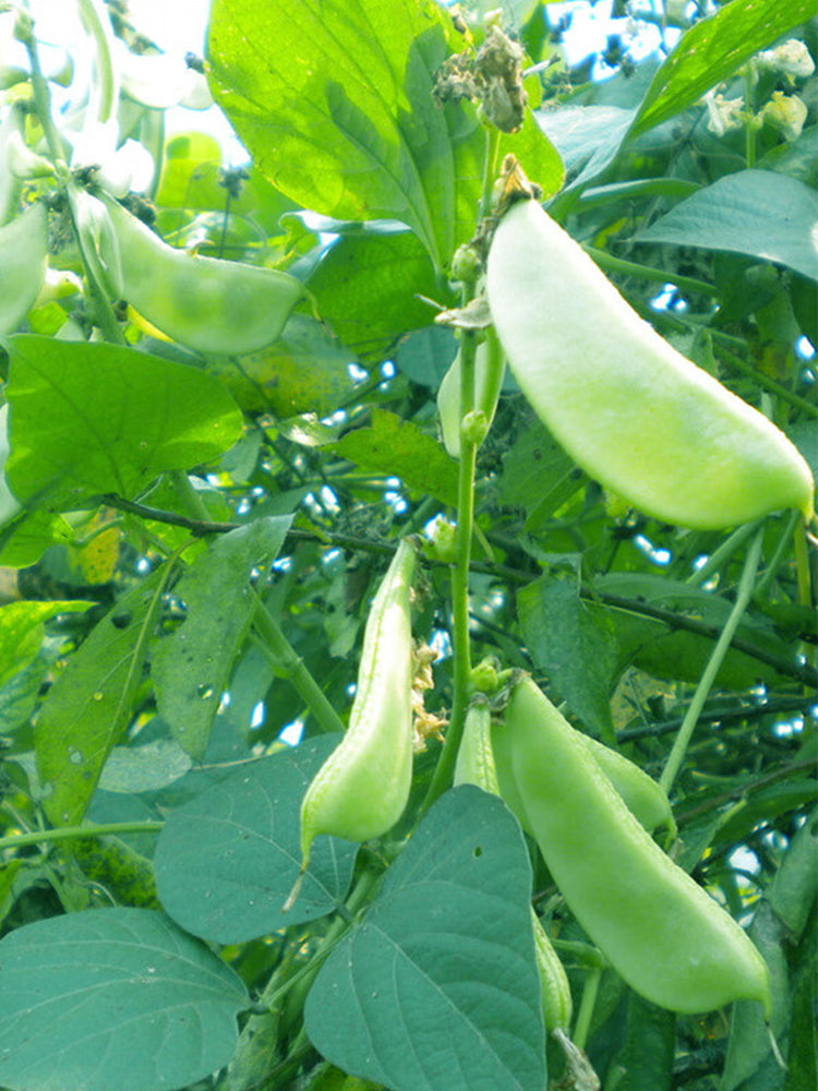 Early-maturing No.1 Hyacinth Beans
