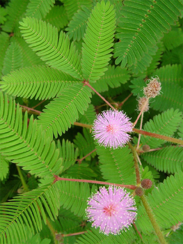 Sensitive Plant (Mimosa pudica L.)