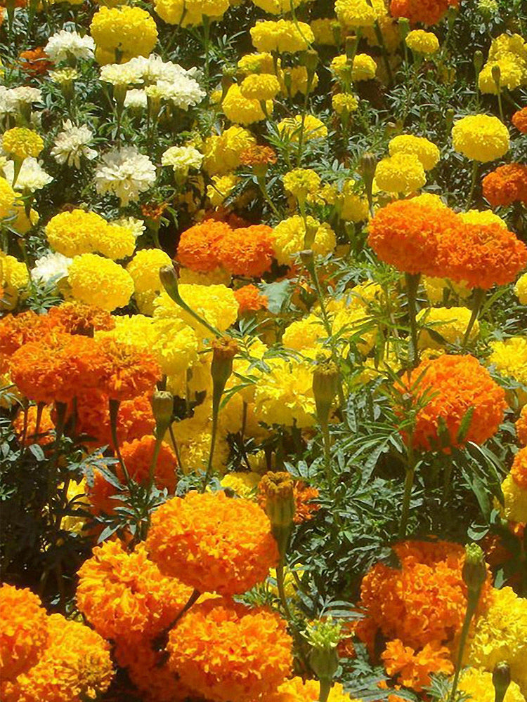 African Marigold (Tagetes erecta)
