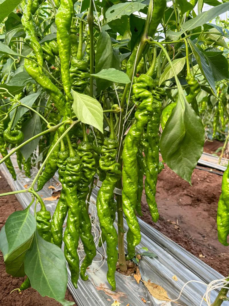 Screw Pepper No. 1209