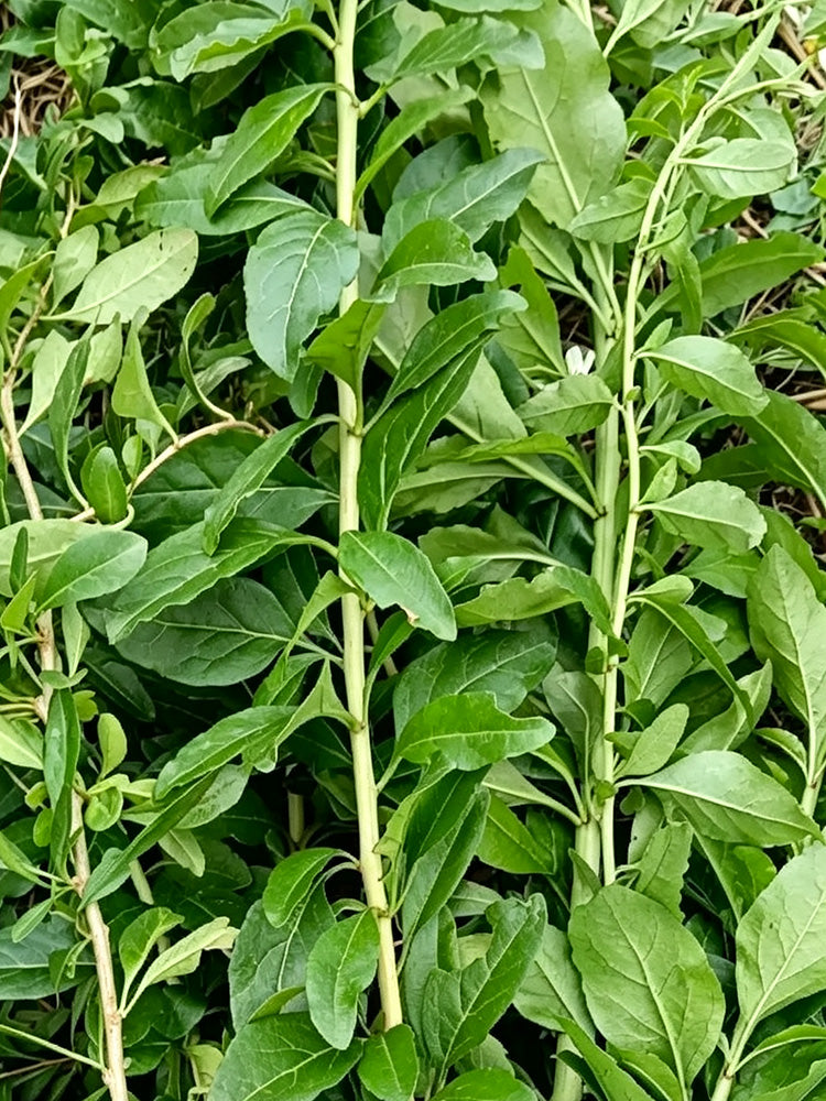 Fruitless Edible Leaf Wolfberry