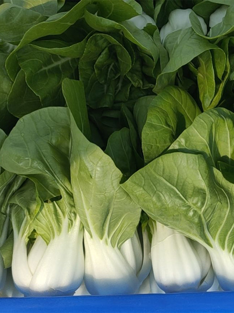 'Huanghe 437' Bok Choy