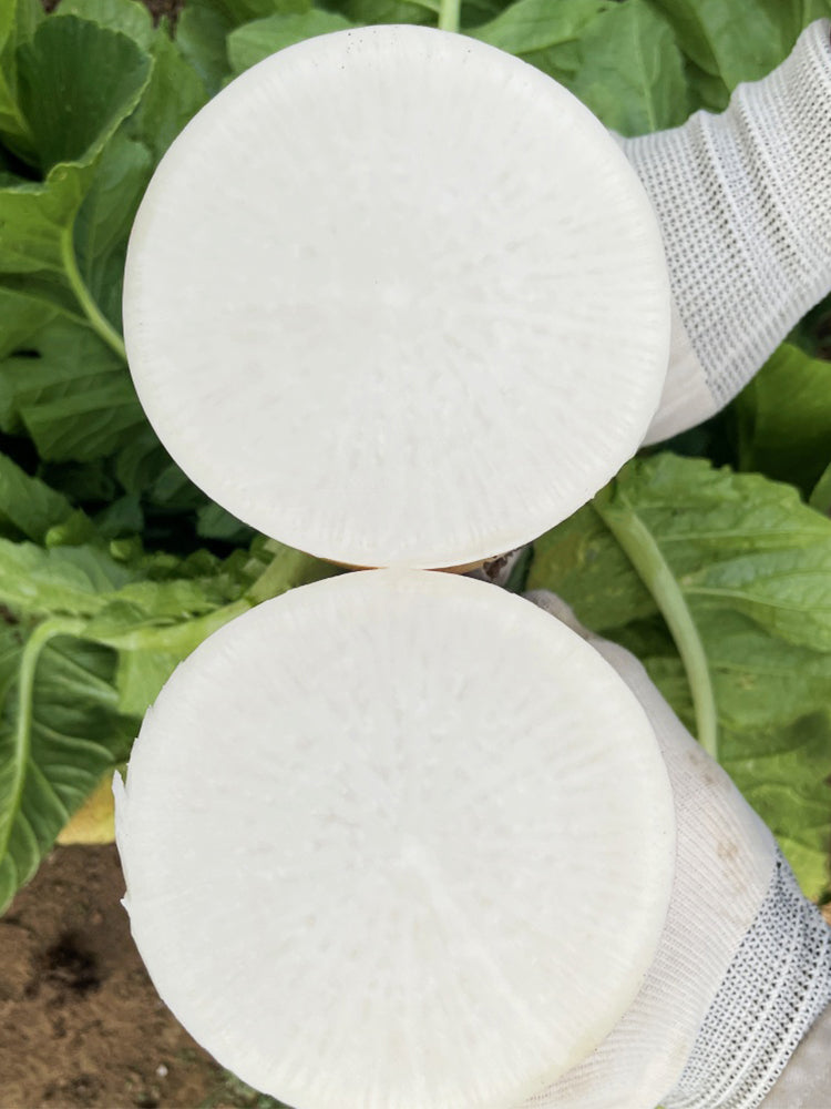 White Jade Radish F1