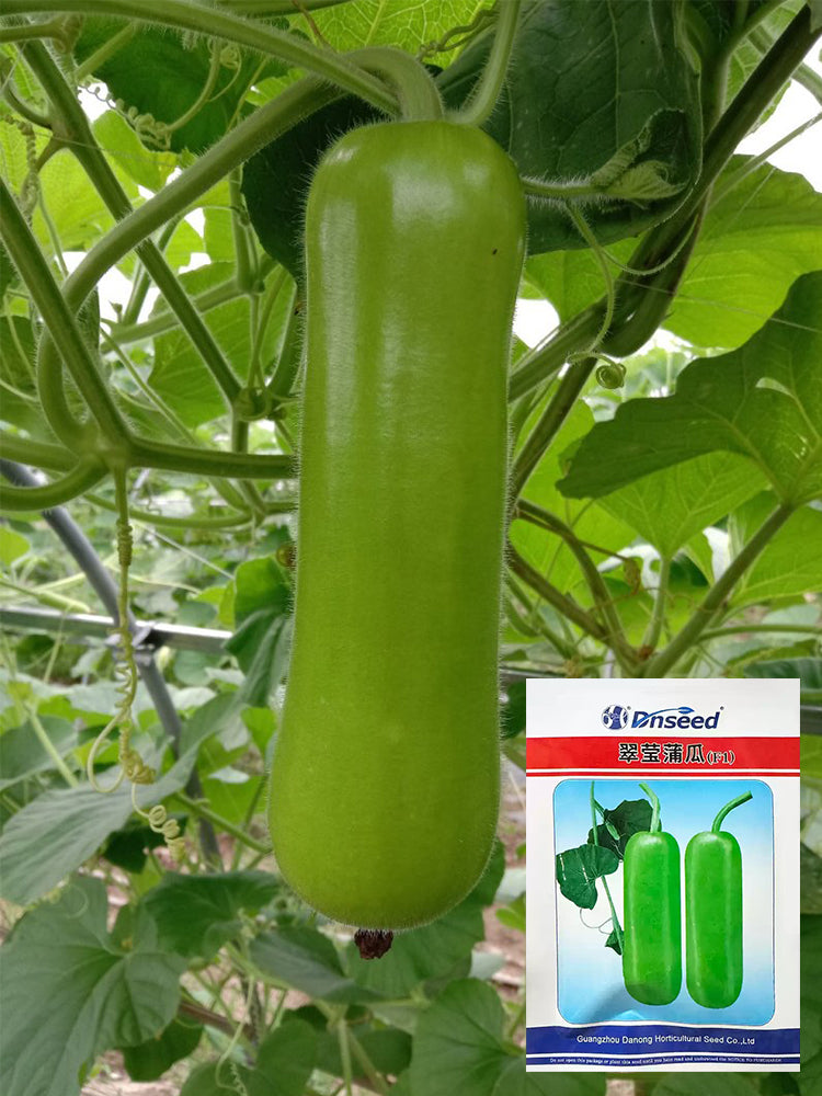 Cuiying Bottle Gourd