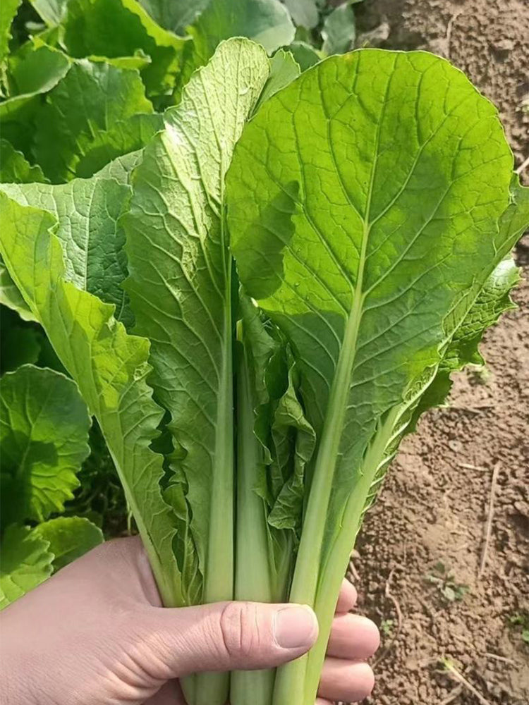 'Shenglv No.3' Fast-Growing Bok Choy