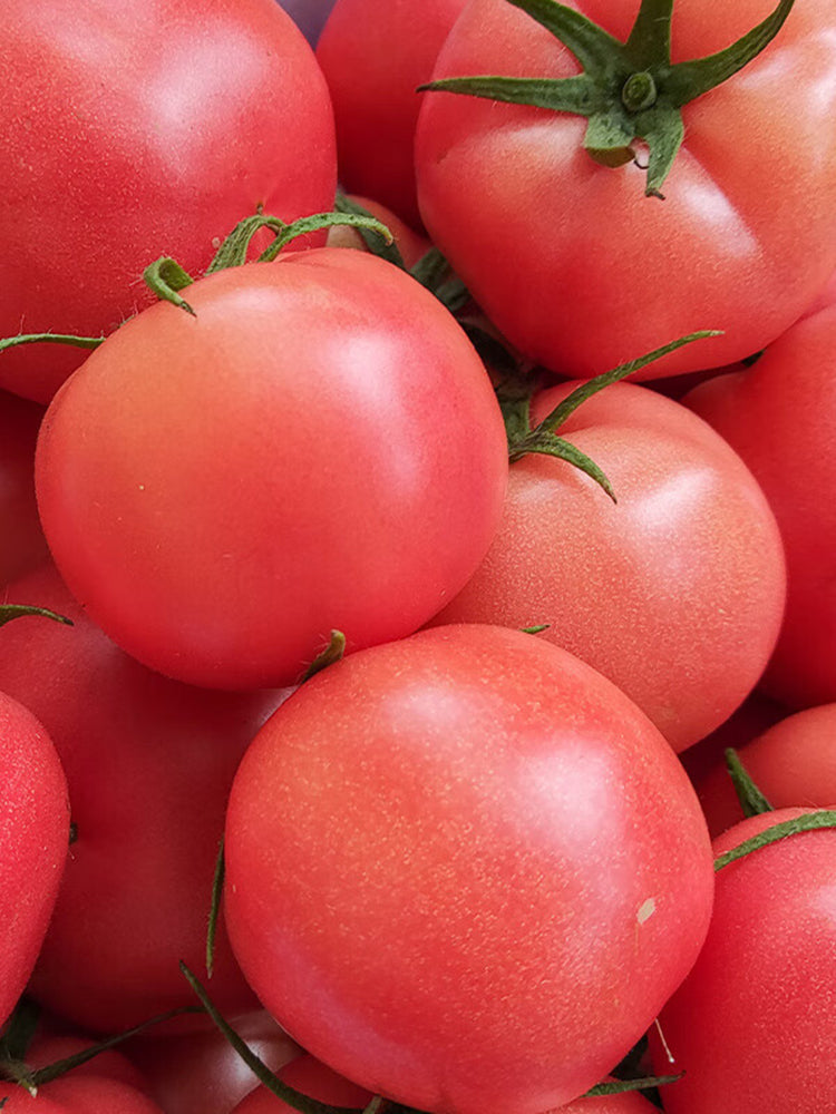 Jinpeng No.3 Tomato F1
