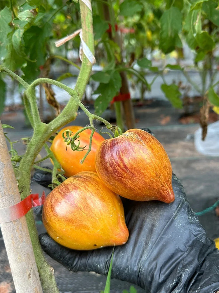 'Eden's Garden No. 6' Tomato