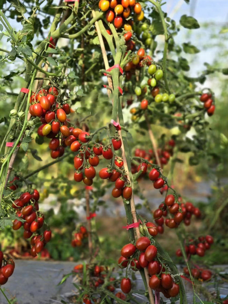 'Вlood Drop' Tomato