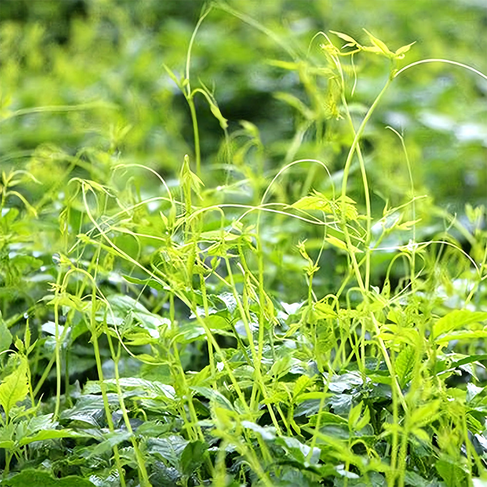 Bellfarm® Gynostemma pentaphyllum Seeds