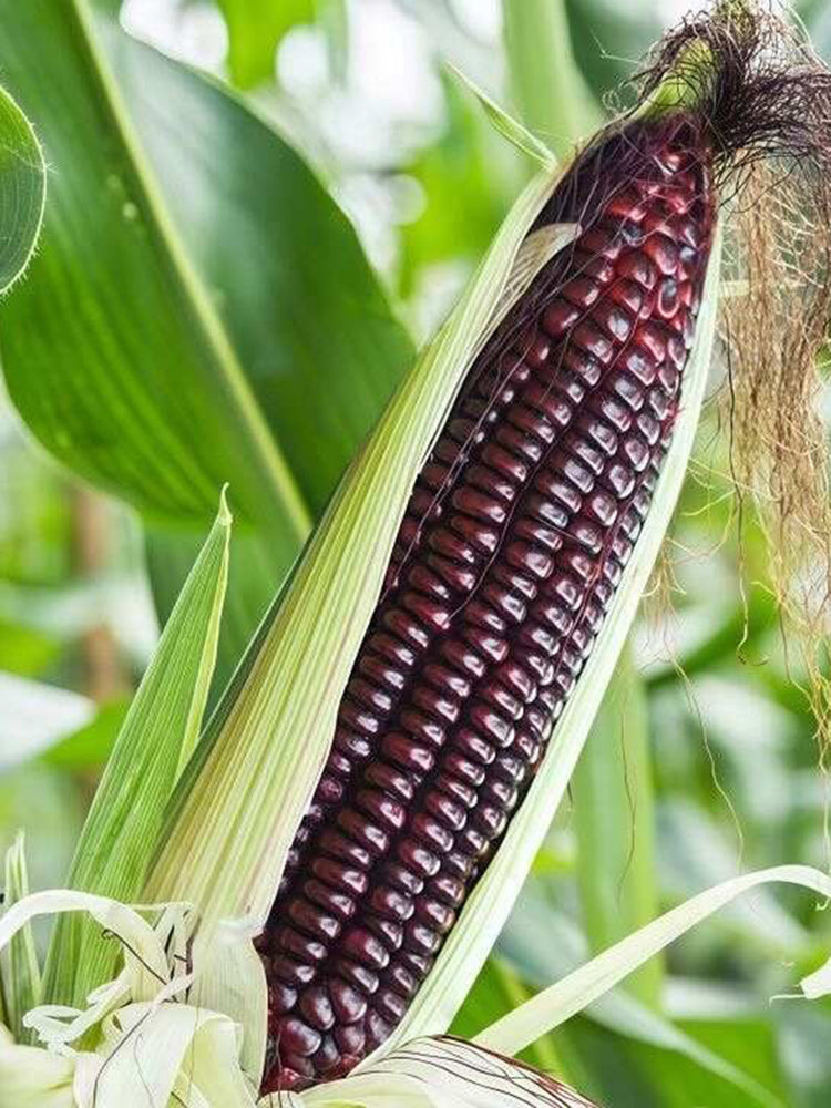 'Yu Heitian Nuo 950' Black Corn