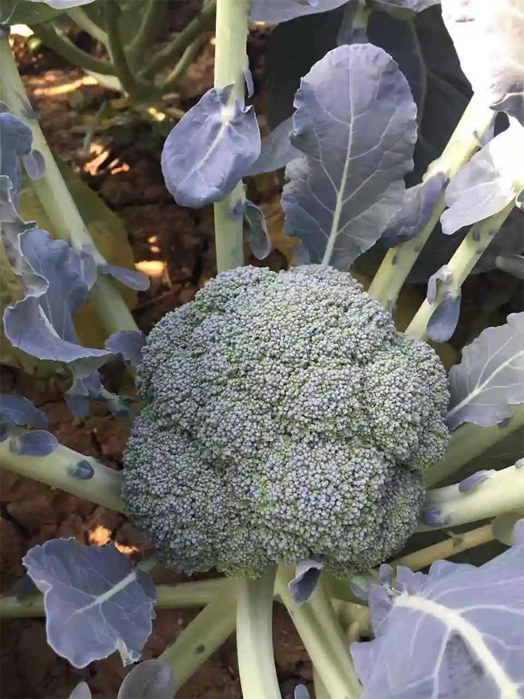 Japanese Broccoli (Brassica oleracea var. italica)
