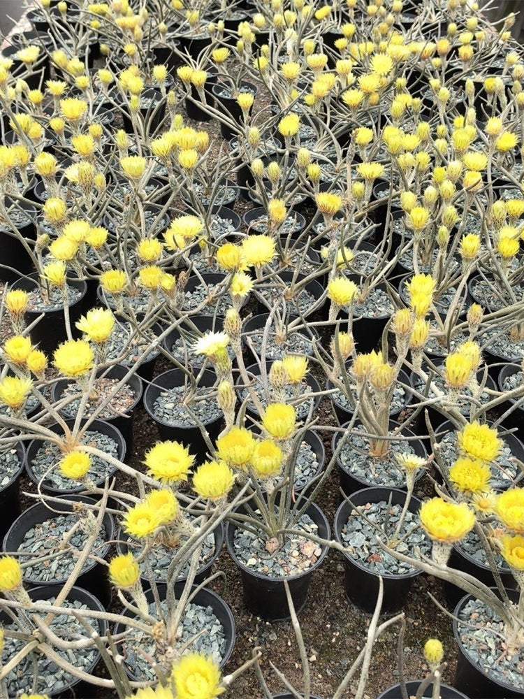 Astrophytum caput-medusae
