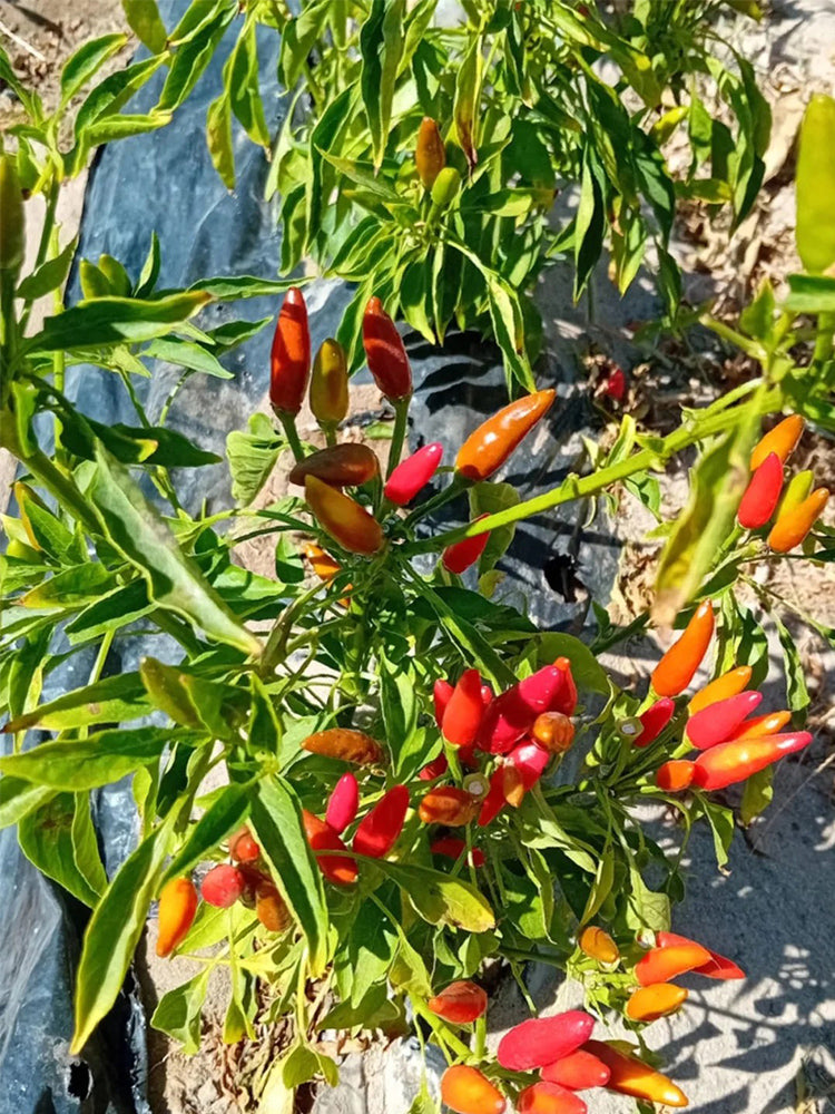 Colorful Chaotian Pepper