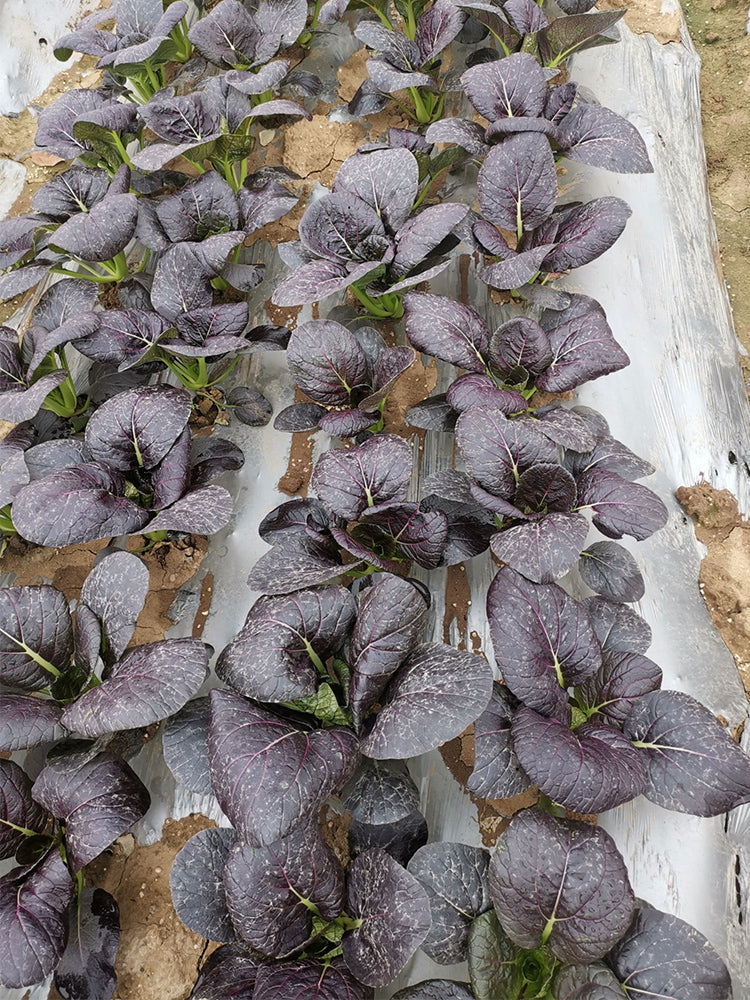 'Zitong' Purple Bok Choy
