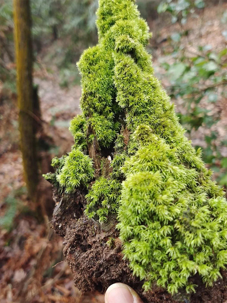 White Cushion Moss (Leucobryum glaucum)