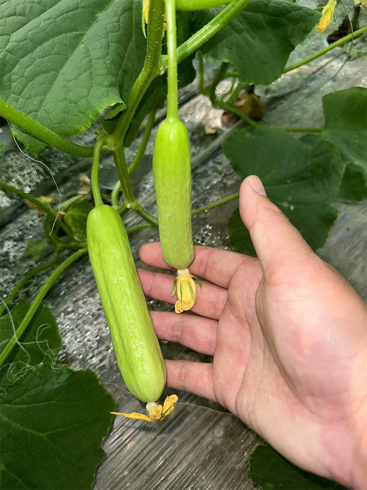 Cream No.3 Mini Cucumbers