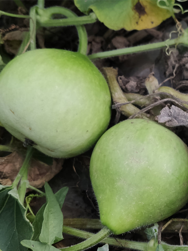 Apple-shaped Gourds