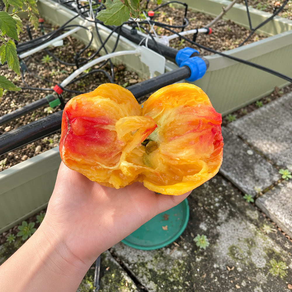 205 Blushing Bride Tomato