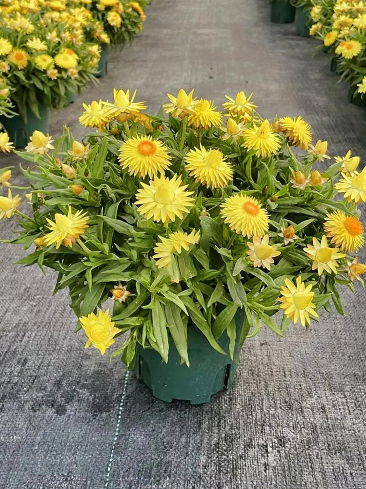 Yellow Strawflower (Helichrysum bracteatum)