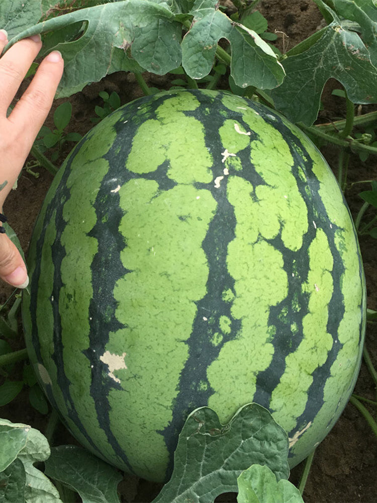 Rock Sugar Kirin No.3 Watermelons
