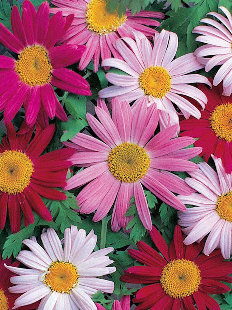 Painted Daisy (Tanacetum coccineum)