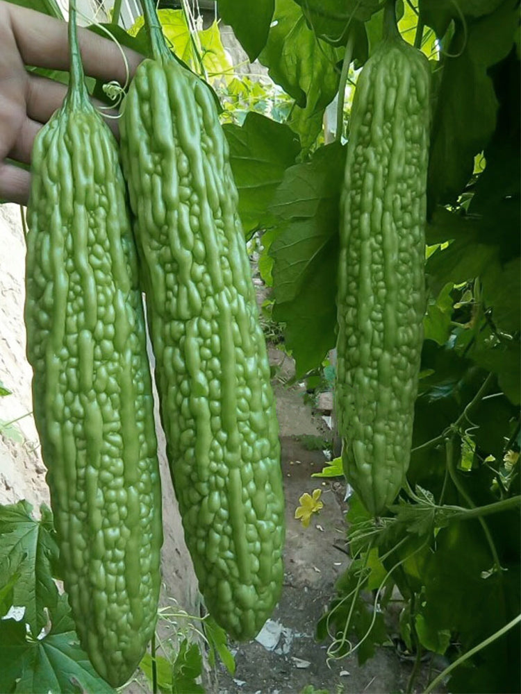 Emerald Green Bitter Melon