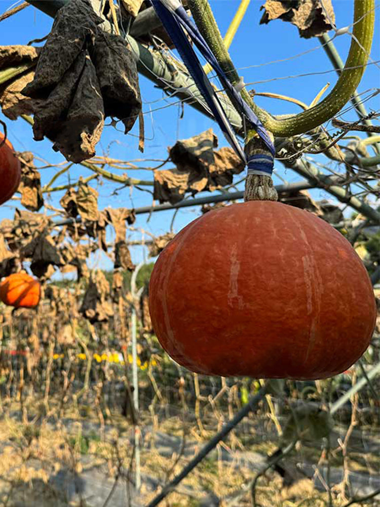 Longxindan Pumpkins