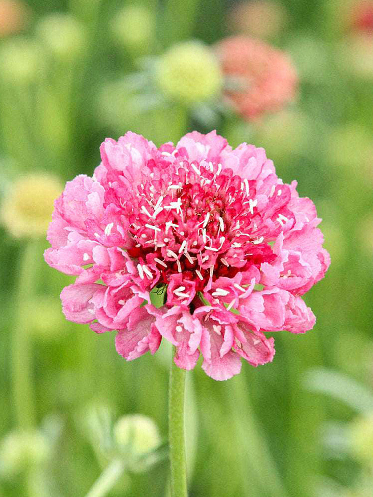 Purple-red Pincushion Flower (Scabiosa atropurpurea)