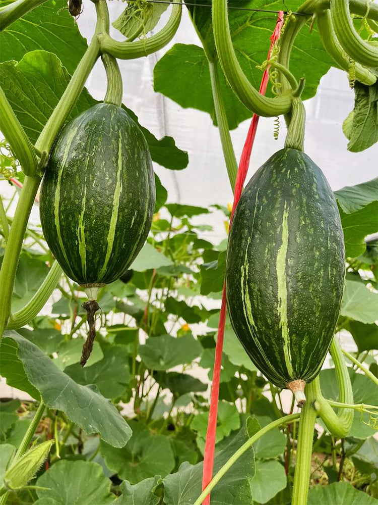 Jingyan Olive-shaped Pumpkins