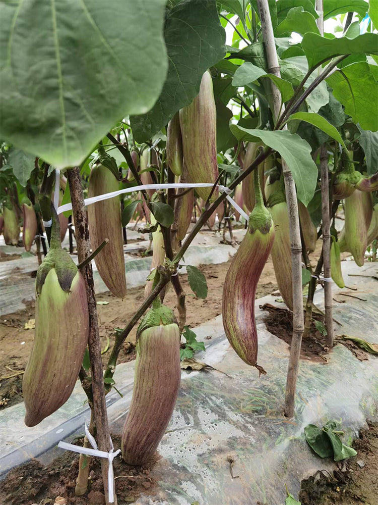 Yu Bamboo-Silk Eggplant No.881