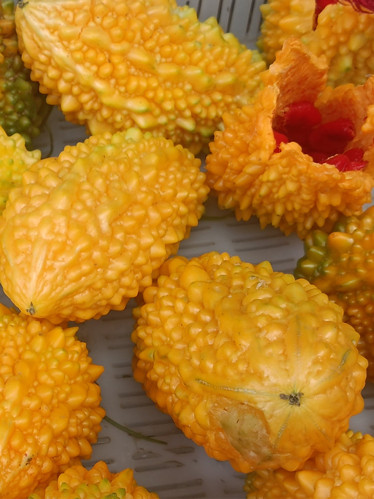 Small Spiny Bitter Melon