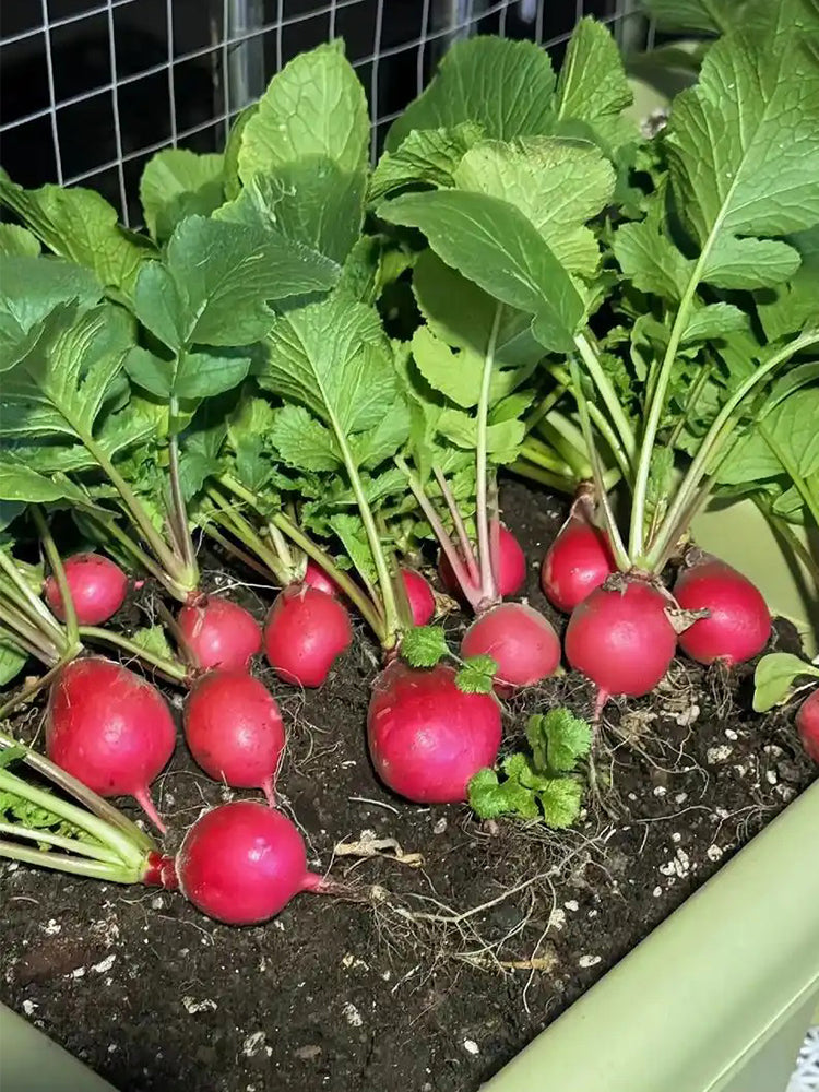 Cherry Radish