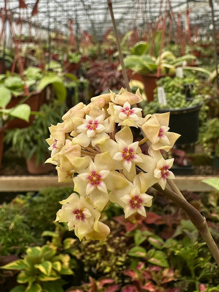 Whorled Wax Plant Stem Cuttings