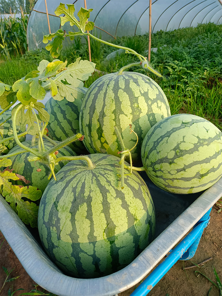 Rock Sugar Kirin No.1 Watermelon