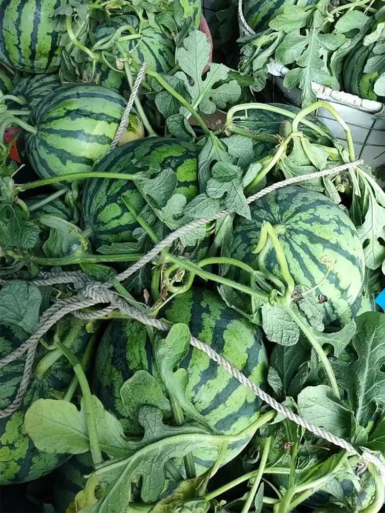 "Bingchuan Meidu" Watermelons