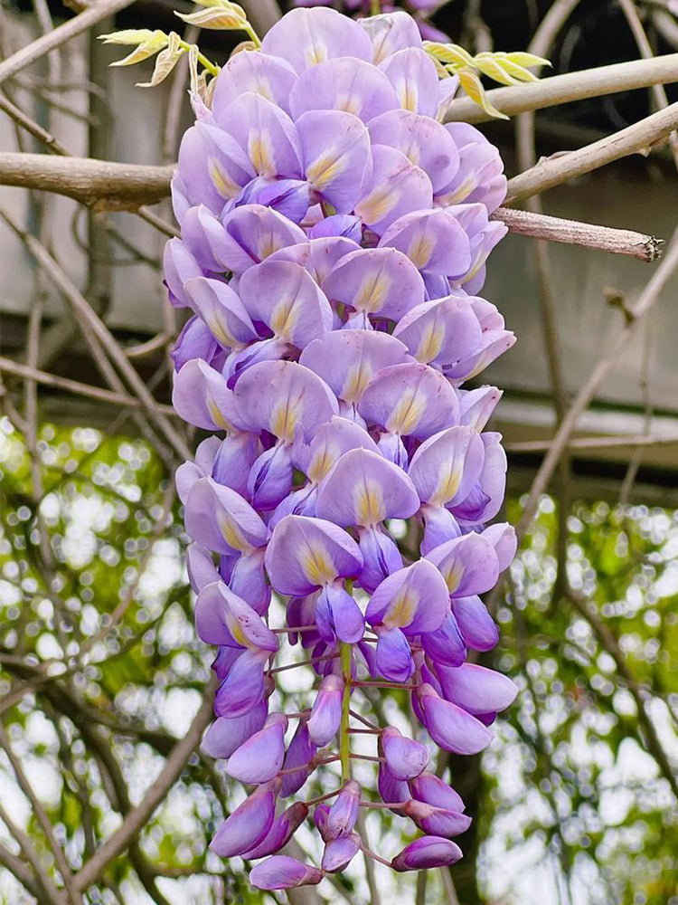Chinese wisteria (Wisteria sinensis)