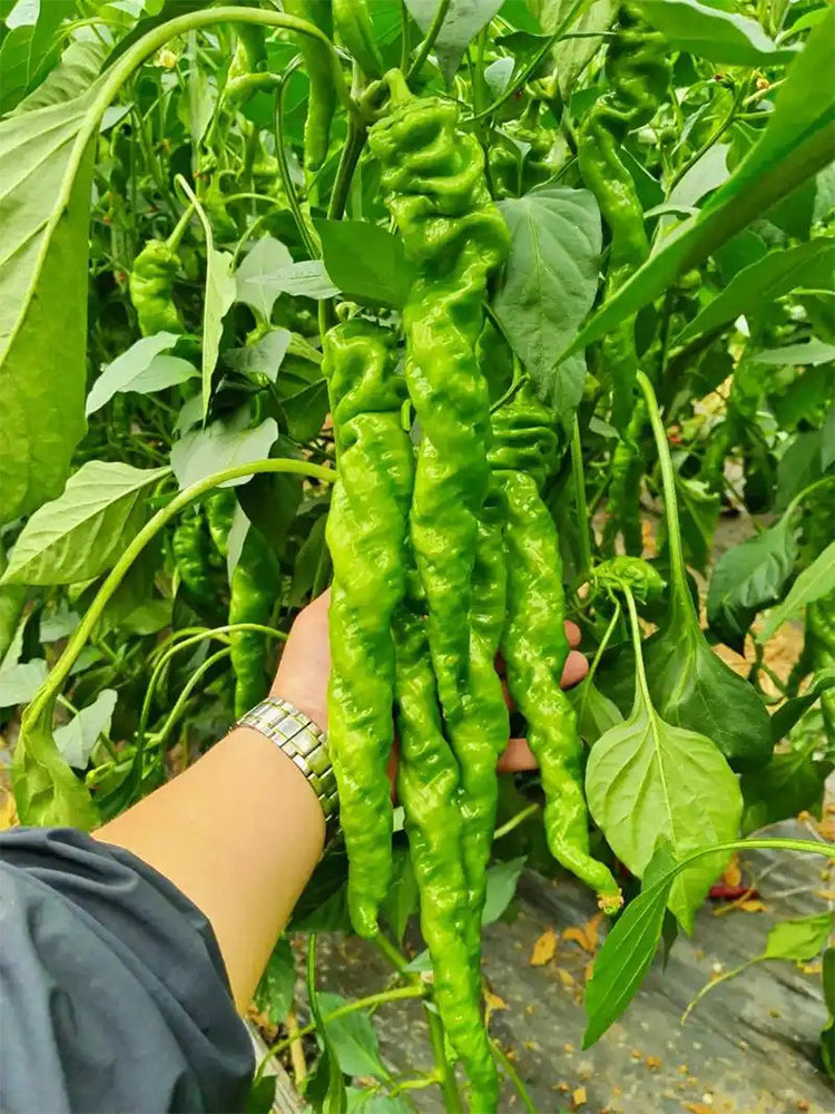 Screw Pepper No. 1209