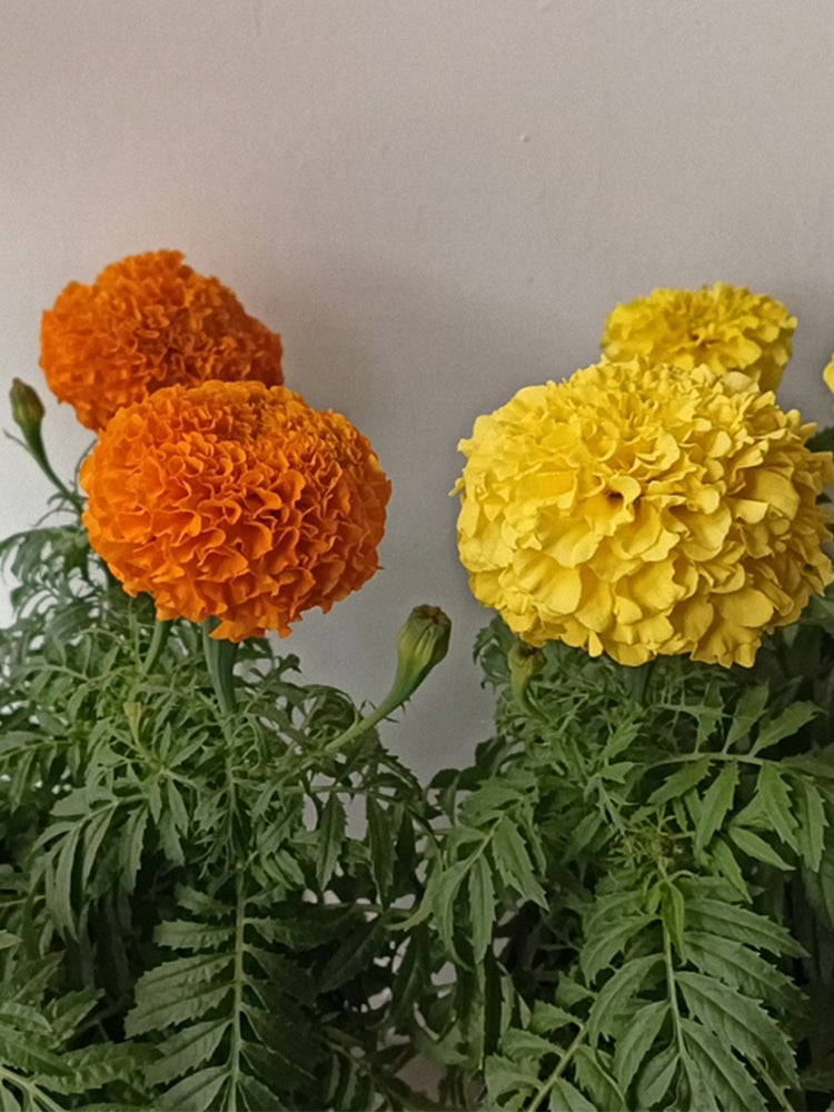 African Marigold (Tagetes erecta)