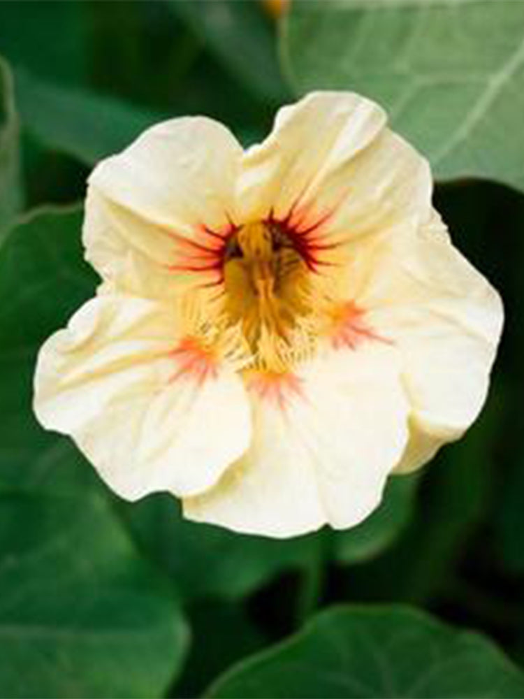 Sunburst' Yellow Nasturtium (Tropaeolum majus)