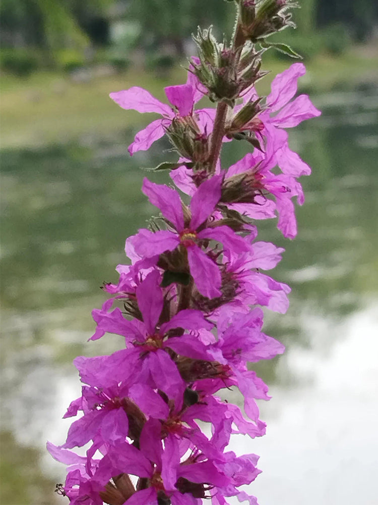 Purple Loosestrife (Lythrum salicaria L.)