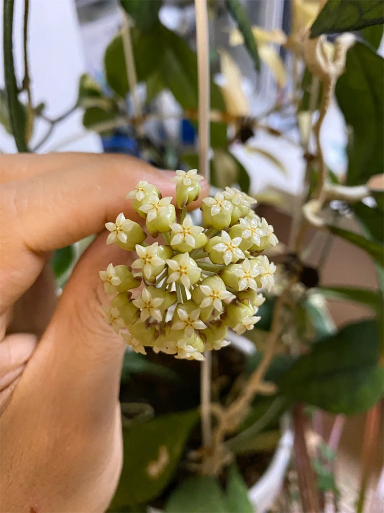 Hoya finlaysonii 'Narrow Leaf'